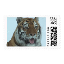 Siberian Tiger Close Up Face 2 postage by thekingchivas Siberian Tiger Close Up Face 2 postage