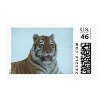 Siberian Tiger Close Up Face 2 postage by thekingchivas Siberian Tiger Close Up Face 2 postage