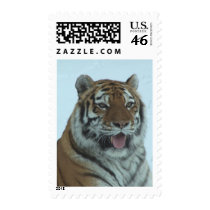 Siberian Tiger Close Up Face 2 Stamp