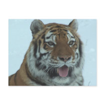 Siberian Tiger Close Up Face 2 postcards by thekingchivas Siberian Tiger Close Up Face 2 postcards