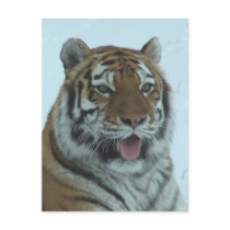 Siberian Tiger Close Up Face 2 Post Cards