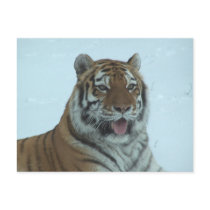 Siberian Tiger Close Up Face 2 postcards by thekingchivas Siberian Tiger Close Up Face 2 postcards