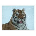 Siberian Tiger Close Up Face 2 Postcards