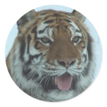 Siberian Tiger Close Up Face 2 stickers by thekingchivas Siberian Tiger Close Up Face 2 stickers