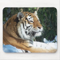 Siberian Tiger Close Up Face Mousepad by thekingchivas Siberian Tiger Close Up Face Mousepad