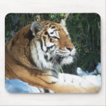 Siberian Tiger Close Up Face Mousepad