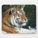 Siberian Tiger Close Up Portrait Mousepad