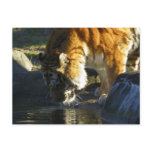 Siberian Tiger Drinking Post Card