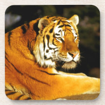 Siberian Tiger in the evening Drink Coaster