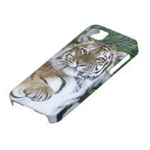 Siberian Tiger iPhone 5 Case casemate cases