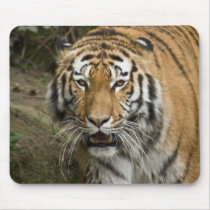 Siberian Tiger Mousepad by SabineSt Siberian Tiger Mousepad