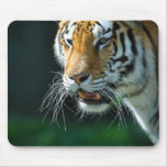 Siberian Tiger Mousepad