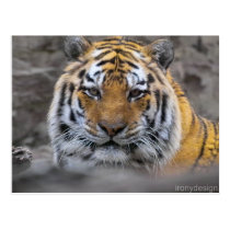 Siberian Tiger Photograph postcards