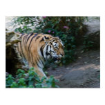 Siberian Tiger Post Cards