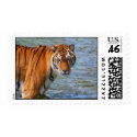 Siberian Tiger postage
