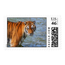 Siberian Tiger Stamps