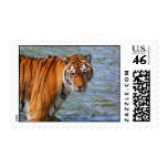 Siberian Tiger postage