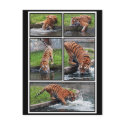 Siberian tiger postcard