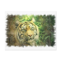 Siberian Tiger Postcard