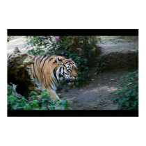 Siberian Tiger posters by SabineSt Siberian Tiger posters