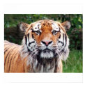 Siberian tiger poster posters