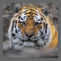 Siberian Tiger