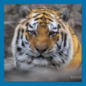 Siberian Tiger posters by ironydesignphotos Siberian Tiger posters