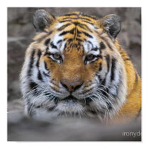 Siberian Tiger posters