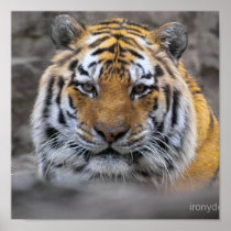 Siberian Tiger Poster