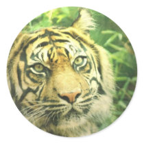Siberian Tiger Sticker