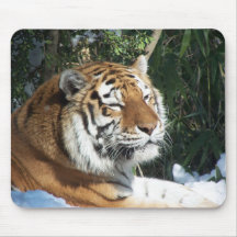 Siberian Tiger Sunning In Snow Close Up Mousepad