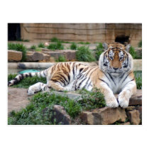 siberian tiger two4x6 postcards