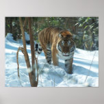 Siberian Tiger Walking In Snow Poster