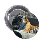 Siberian Tiger Yawning Button