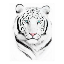 Siberian White Tiger Postcard