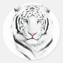 Siberian White Tiger Stickers