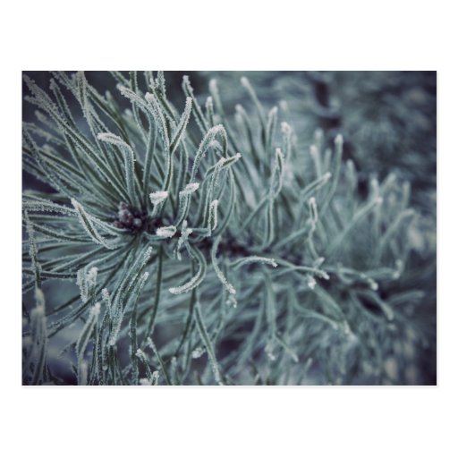 Siberian Winter 2 Post Card