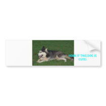 siberianhusky bumper stickers
