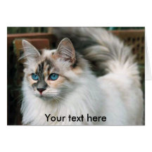 siberiano-gato, su texto aquí felicitacion 