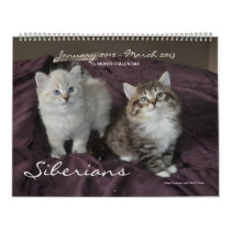 Siberians Cats Kittens 2012 - 2013 Calendar calendars