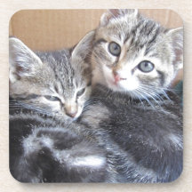 Sibling Kitties Coaster
