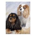 Sibling Love Postcards