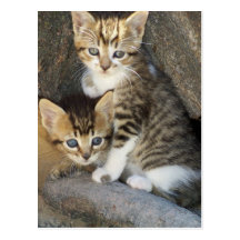 Siblings Postcard