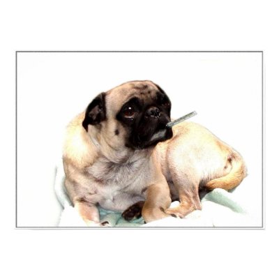 http://rlv.zcache.com/sick_pug_with_a_thermometer_poster-p228458683569844810t5wm_400.jpg