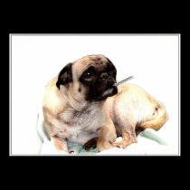 Sick pug with a thermometer poster posters