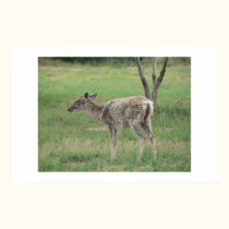 Sickly deer. posters by Acorns_tree Sickly deer. posters