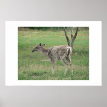 Sickly deer. posters