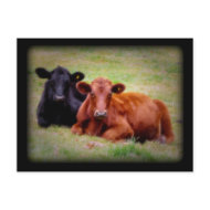 Side by Side Angus Cattle Photograph postcard