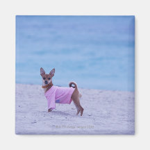Side profile of a dog standing on the beach, refrigerator magnet