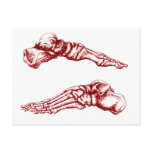 Side view of bones of the feet - light red postcard